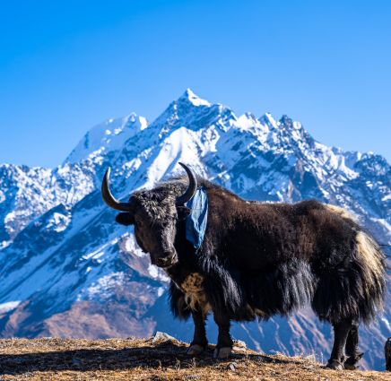 China Tour 7 Days 6 Nights: Xining – Tibet – Lotus On Snow